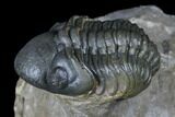 Dalejeproetus & Two Reedops Trilobite Association #174904-12